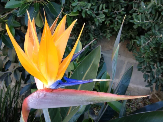 FREE POST AUSTRALIA Fresh BIrd of Paradise Flower Seeds Exotic Garden Plant Seed