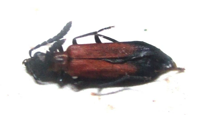 M015 PA : Cerambycidae species? 8mm NEW!!!!!!!!!!!!!!!!!!!!!!!!!!!!!!!!!!!!!!!!!