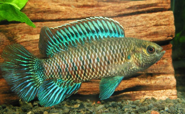 Badis Badis LIVE FISH Read Description