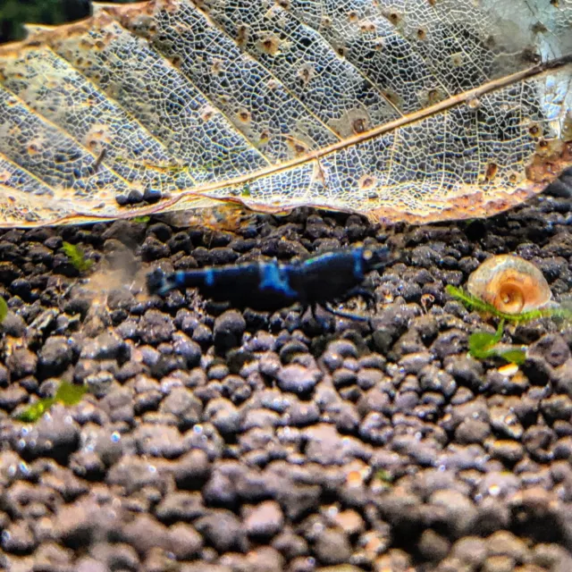 Taitibee Black Lapis OE Haut Grade Crevette Aquarium