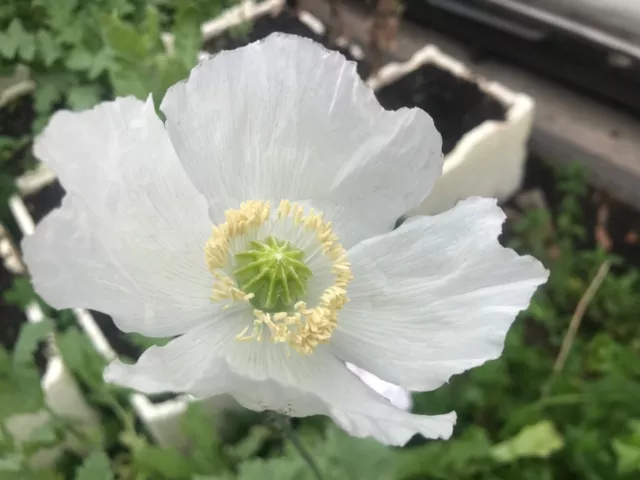 New Afghan White Gmo Papaver (S.) 20 Poppy Seeds + Bonus 3000 Aus Best Mx!