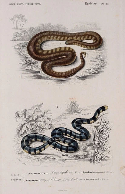1856 Grande gravure ancenne orgnale Crustacés, Anatome du crabe