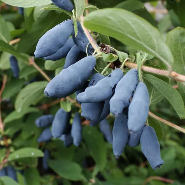 Lonicera caerulea 'Kamtschatica' - Baie de mai bleue