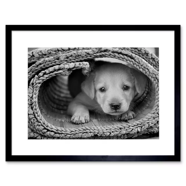 Photo Nature Animal Dog Puppy Cute Black White Framed Print 12x16 Inch