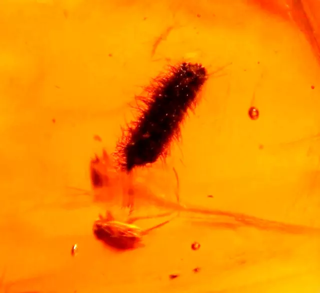 Super RARE Hairy Seed with Psocopteran Fly in Large Dominican Amber Fossil Gem