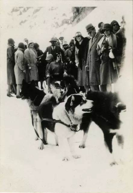 Photo Ancienne - Vintage Snapshot - Animal Chien Traineau Montagne Suisse - Dog