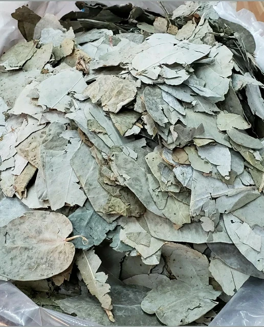 EUCALIPTO LEAVES 50 Gr Bronquios Tos Asma/Eucalyptus Bronchitis