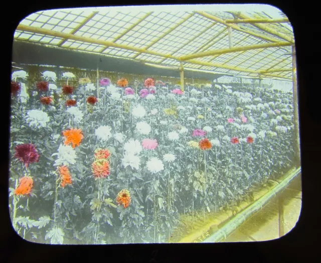 Magic Lantern Slide The Chrysanthemums In Japan No2 C1920 Japan Japanese Takagi