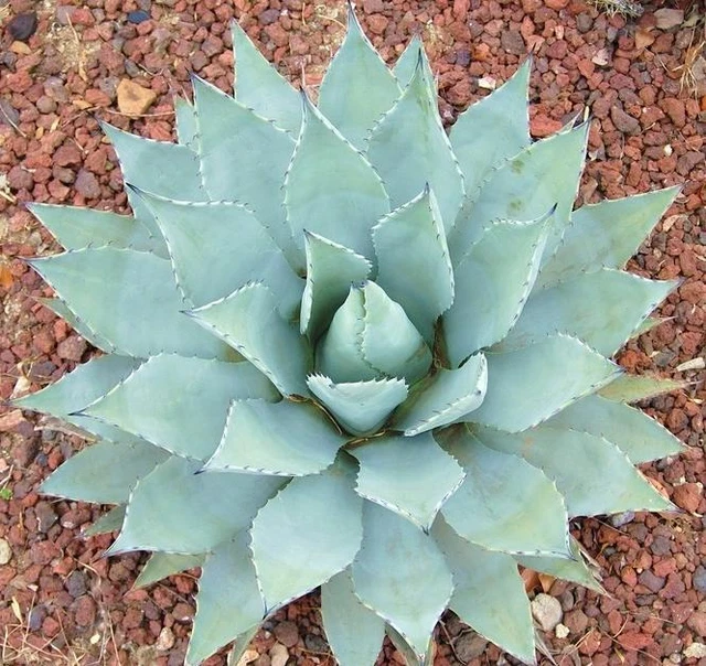 AGAVE PARRYI var COUSEI hardy exotic succulent aloe rare plant seed 100