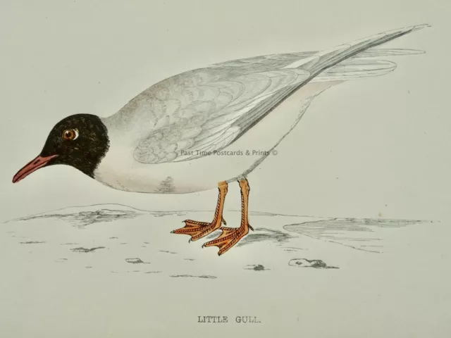 c1867 Antique Print LITTLE GULL A History of British Birds by F.O. Morris