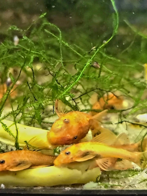 6 Super Red Bristlenose Pleco (1.5-inch) Ancistrus, Bushynose Plecostomus LIVE!