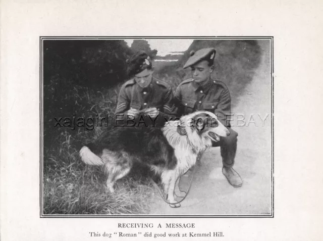 DOG Collie War Dog Messenger Named Roman Kemmel Hill WWI, Rare Antique Print