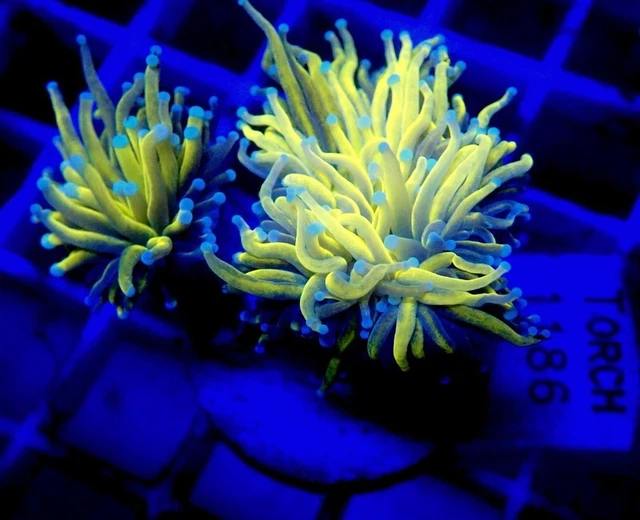 ULTRA MALAYSIAN GOLD Torch Coral Splitting Head Torch 1186 220.00