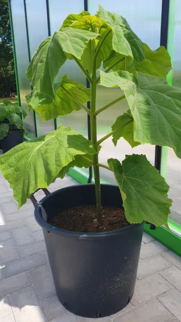 Kiribaum, Paulownia Shan Tong, im 2. Jahr mit neuem Austrieb ca. 5-10 cm.