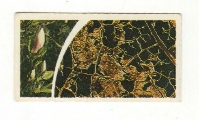 Brooke Bond Microscopic Images 1981 Magnolia Leaf