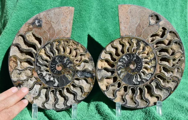 Large Dinosaur Split PAIR BLACK Ammonite XXL 212mm 110myo FOSSIL 8.5" a3829tt