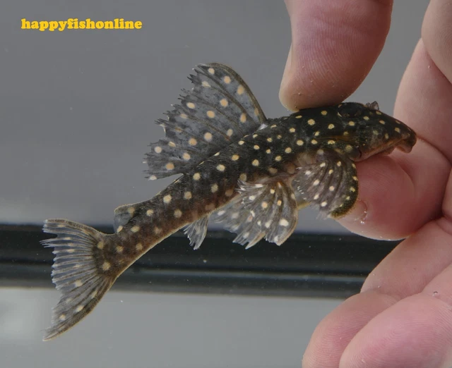 (3) Nice Unsexed L201 Orinoco Angel Plecos (Colombian Snowball Plecos) Wc 6-8 Cm