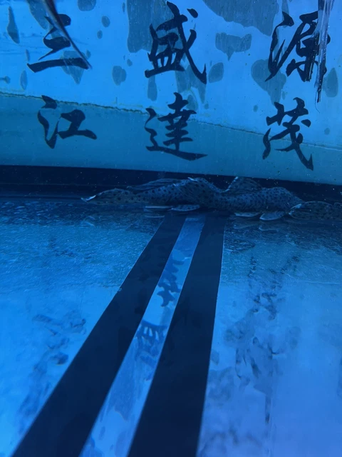 L264 SULTAN PLECO (LEPORACANTHICUS 5 inch live Fish