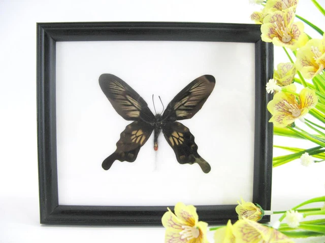 Nice butterfly - beautiful real butterfly prepared - framed- museum quality
