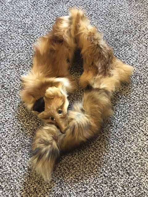 Vintage Genuine Real Fox Fur Shawl wrap with Tail and Head Stole