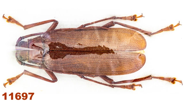 Cerambycidae: Prioninae sp.   A1, 36 mm, 1 pc