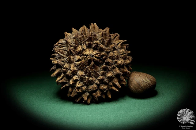 Phytelephas macrocarpa Sudamérica palma reciente frutos secos fruta seca decoración
