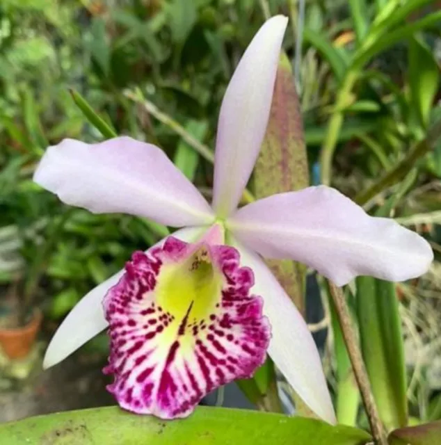 Bc Taiwan Big Lip 'Ta Hsin'  Blooming size Brassavola Cattleya Orchid clone