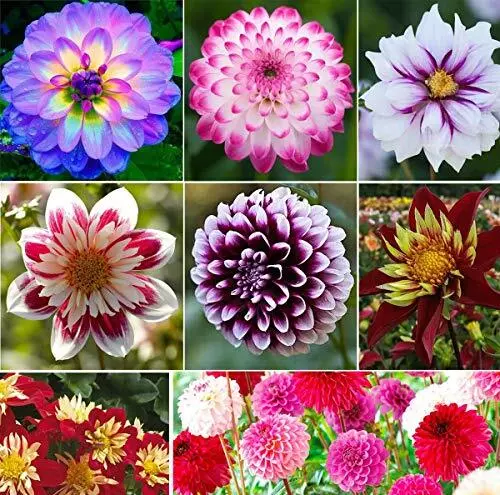 S-pone 100+ Rare Mix Dahlia Pompon Flower Seeds Variabilis Beautiful Annual O...