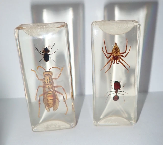 Pair Microscope Slide Set Yellow Wasp + Bottle Fly & Spider + Big-Head Ant