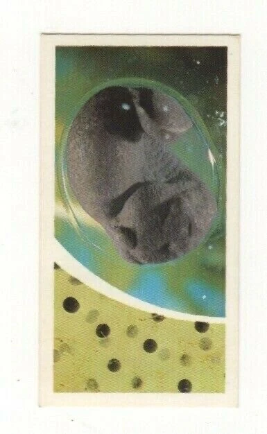 Brooke Bond Microscopic Images 1981 Frog Spawn