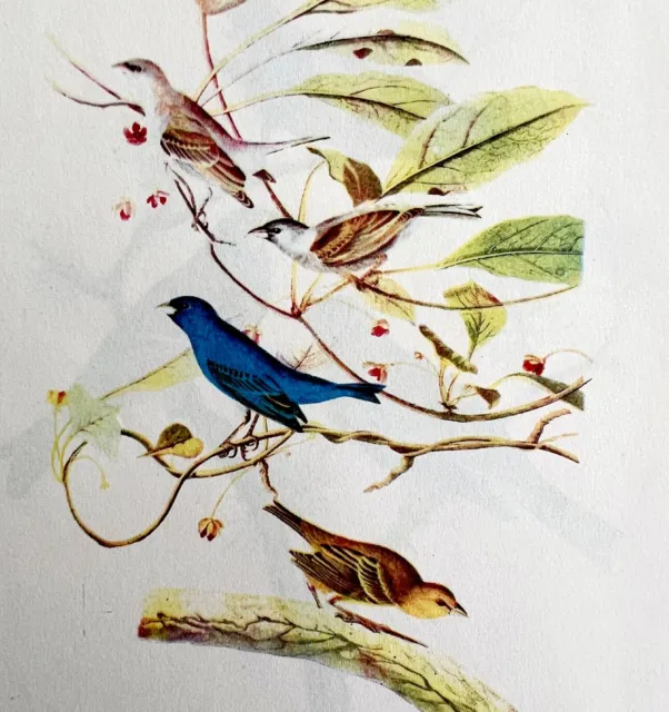 Indigo Bunting Bird Lithograph 1950 Audubon Antique Art Print Finches DWP6A
