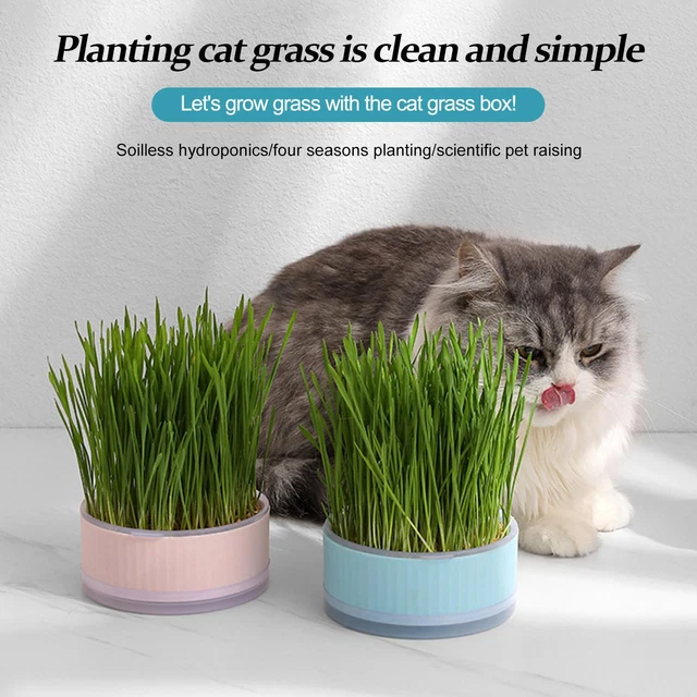 Cat Grass Planting Box Plant Growing Kit Hydroponic Cat Grass Soil-Free Planter