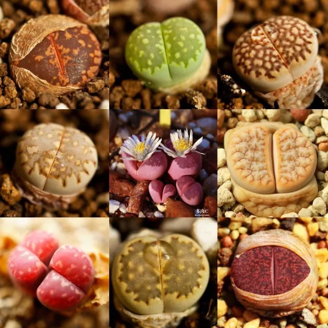 100 Rare Mix Lithops Seeds Living Stones Succulent Cactus S016