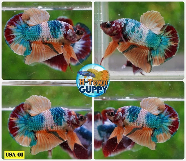 USA01 - Live Betta Fish - High Quality Grade -  Multi Color Candy Koi Galaxy