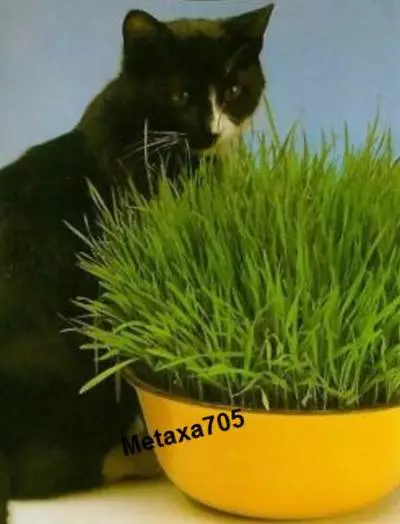 Herbe à chat graines 1 portion de 50 gr.  Triticum aestivum