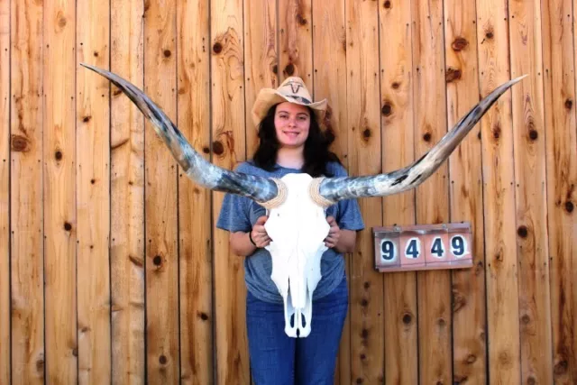 Real Steer Skull Art!! Polished Long Horns Mounted 4' 2" Cow Bull Longhorn H9449