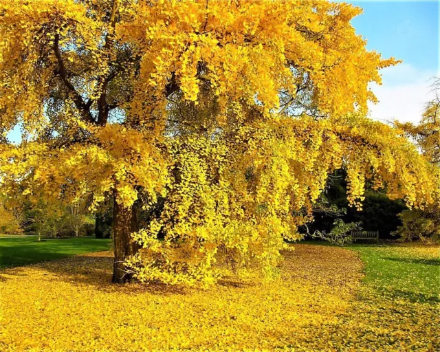 Árbol de semillas de ginkgo biloba - ¡10 semillas!¡! ¡SEMILLAS MUY FRESCAS!¡!