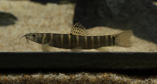 Pack of 2 Freshwater Ornate Tiger Sand Loach Live Tropical Fish Size Med 1.5-2"