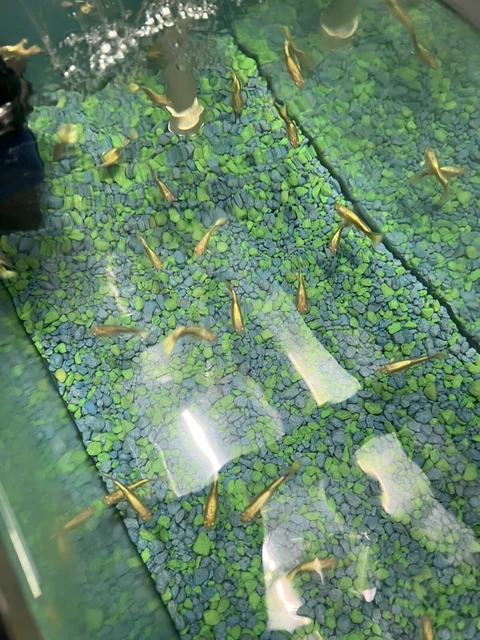 1 Trio Live Aquarium Guppy USA BRED Fully Gold 24k VIP 1 Trio Live Aquarium Guppy USA BRED Fully Gold 24k VIP