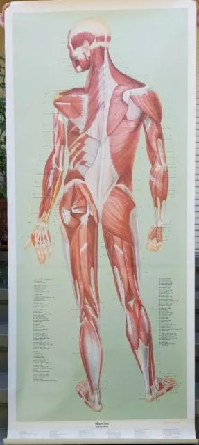 Vintage Anatomical Life Size Poster Muscular Rear Deutsches Hygiene Museum
