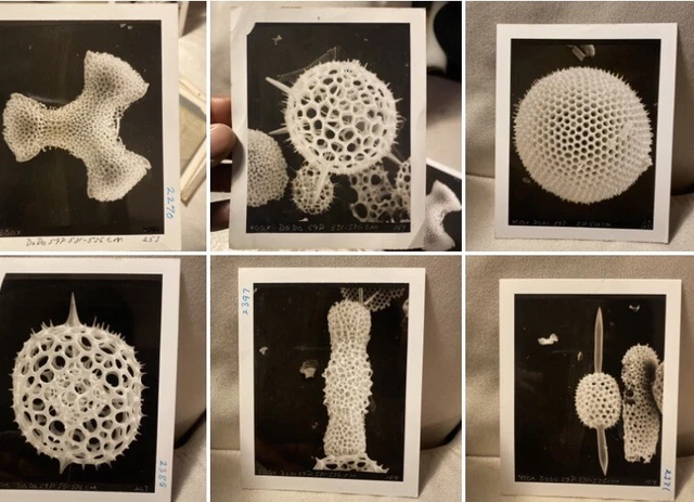 Lot Of 7 Vintage Black And White  MEDICAL MICROSCOPE PHOTO Micro Paleontology L1