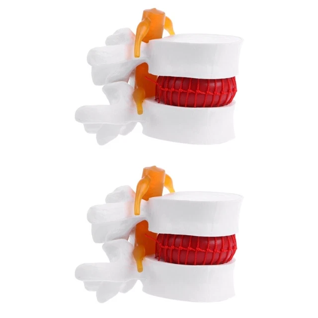 2 Pcs PVC Model The Mannequin Chiropractic Spine White Earth Tones