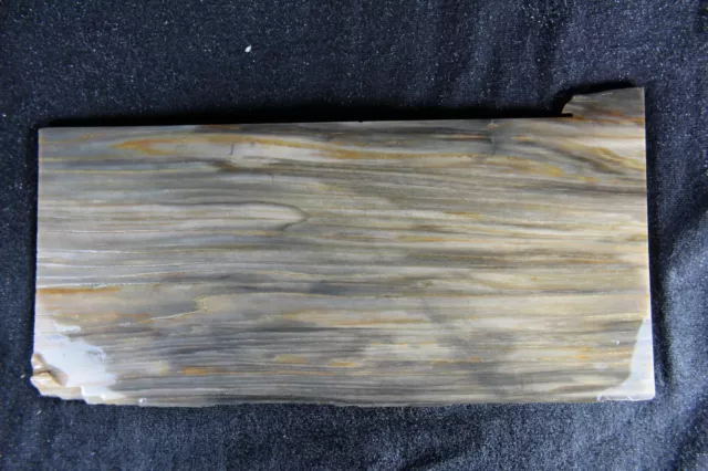 PJ: Petrified WOOD Slab - Wa State - 7.6 Ozs - Woodgrain!