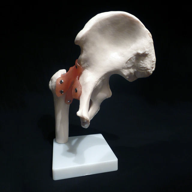 Anatomy Animal Dog Skeleton Hip Joint Medical Anatomical Model of Osteoporosis Pet Veterinary Teaching Aids