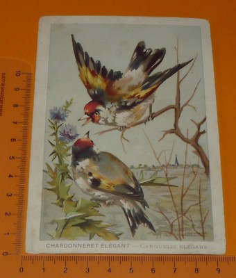 1955-1960 CHROMO GRANDE IMAGE ECOLE BON-POINT OISEAUX MOINEAU BIRDS 