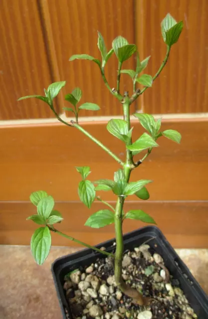 Roter Hartriegel_Cornus sanguinea_Pflanze aus Samen_Pre-Bonsai_~21 cm