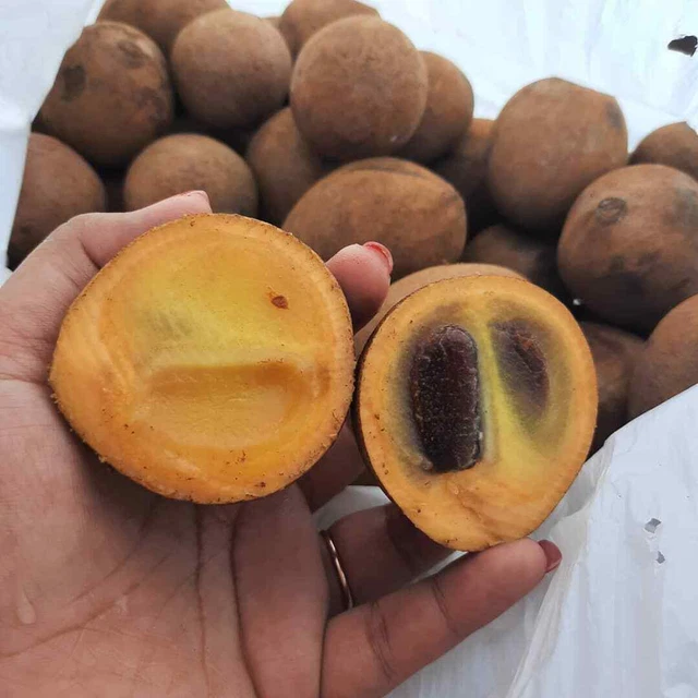 Kepel Keppel Seeds (Stelechocarpus burahol) 100 Seeds