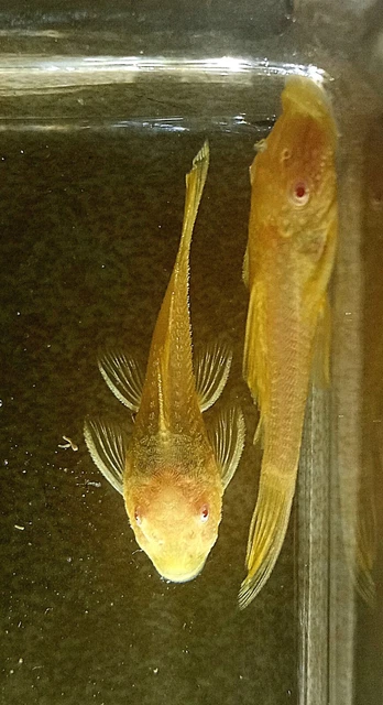 Baby Albino Bristlenose Pleco+FREE PRIORITY Shipping+Cold Pack