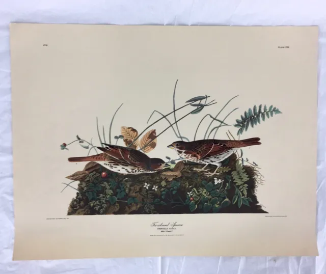 J.J.Audubon Fox Coloured Sparrow Art Print No 16 Plate LXXX R Havell  21" x 16"