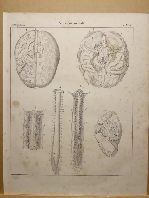 Antiquarische Lithographie 1833 Anatomie Anthropologie Phisiognomie Antropotomie